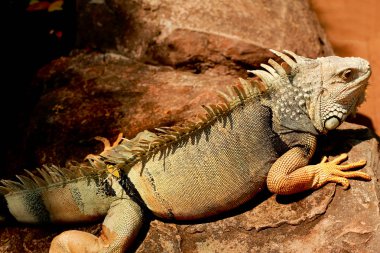 Iguana