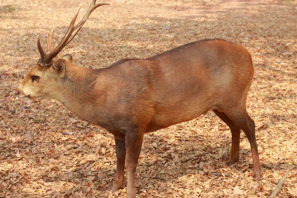 クワガタの鹿 — ストック写真