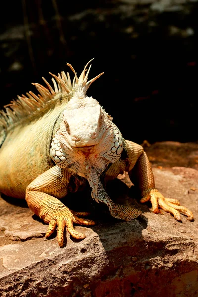 Iguana — Zdjęcie stockowe