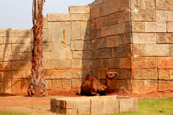 Wielbłąd w zoo. — Zdjęcie stockowe