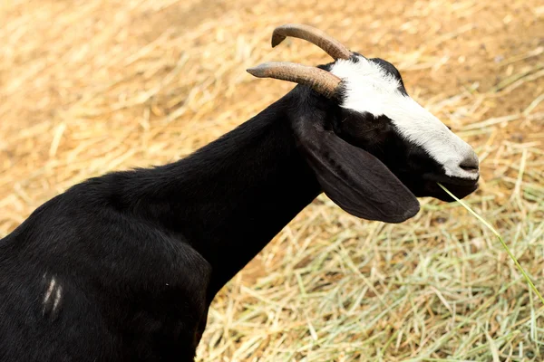 Geiten hoofd. — Stockfoto