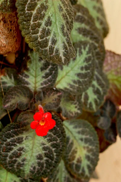 Kleine rode bloem — Stockfoto
