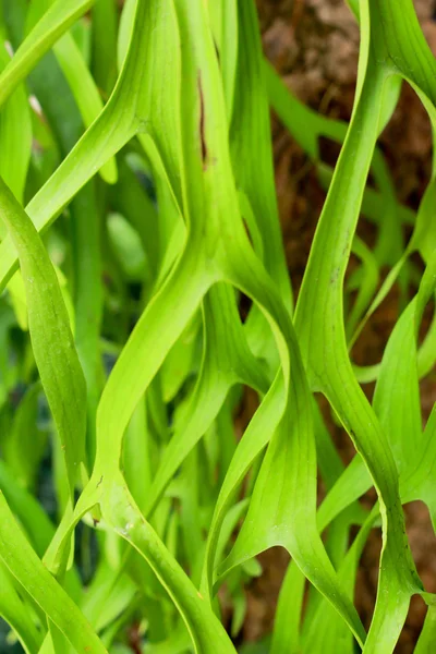Green Fern — Stock Photo, Image