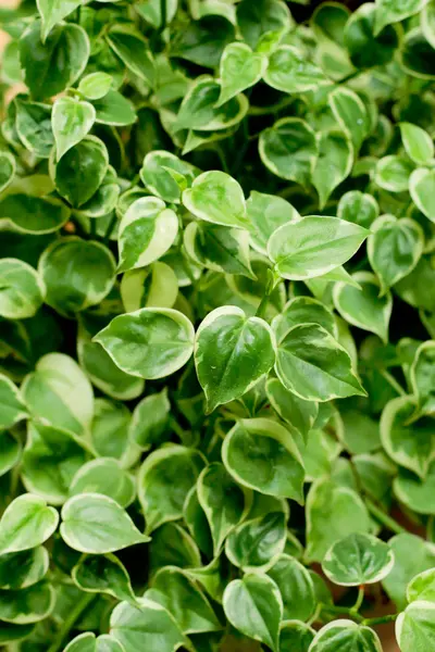 Зеленые листья фона — стоковое фото