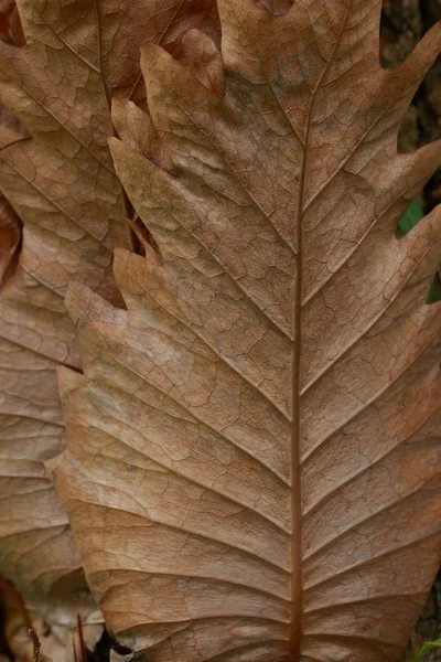 Vieux fond de feuilles — Photo
