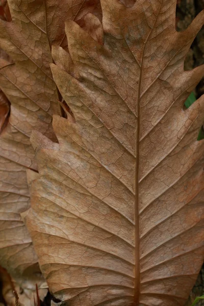 Folhas velhas fundo — Fotografia de Stock