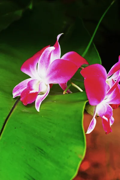 Fiori rosa del Orchid — Foto Stock