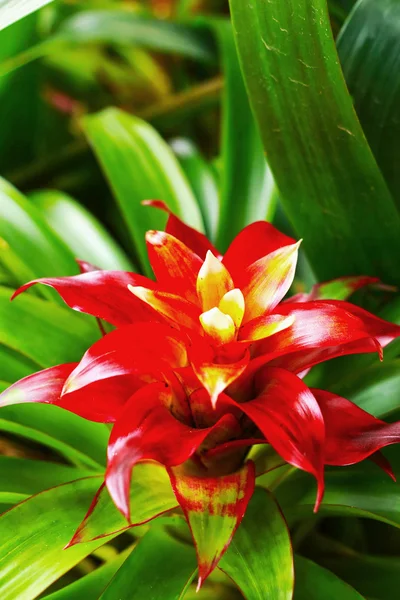 Vertegenwoordiger van de bromeliafamilie rode bloemen — Stockfoto