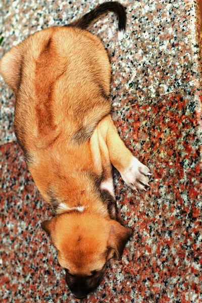 Dog sleeping on marble floor. — Stock Photo, Image