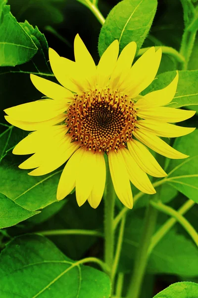 Girasole — Foto Stock