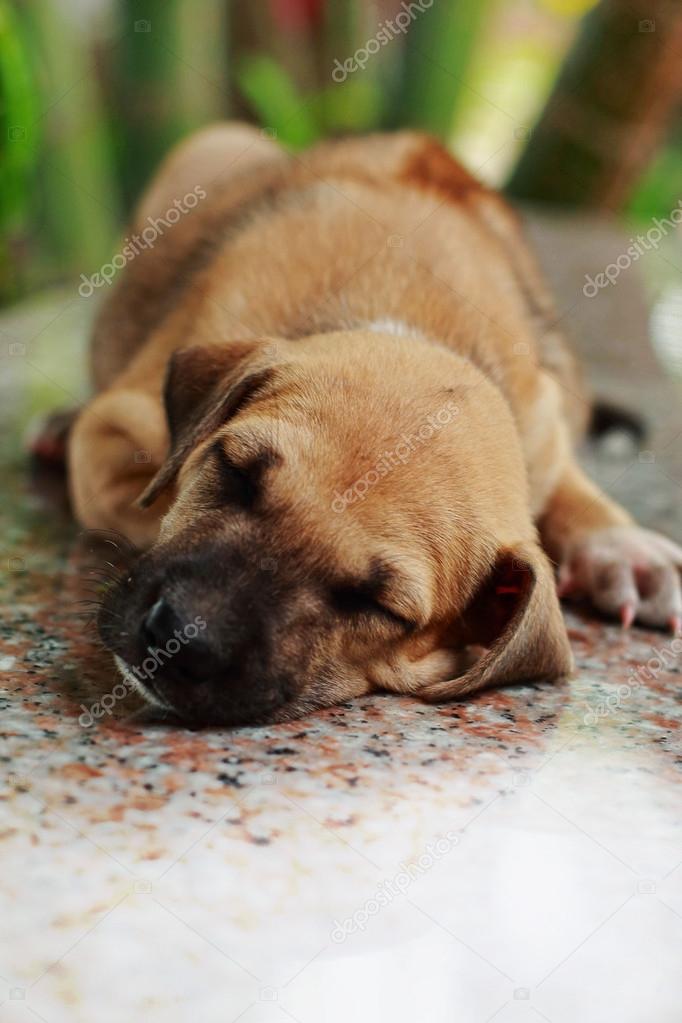Dog sleeping on marble floor.