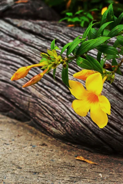 Yellow flower - Allamanda — Stock Photo, Image