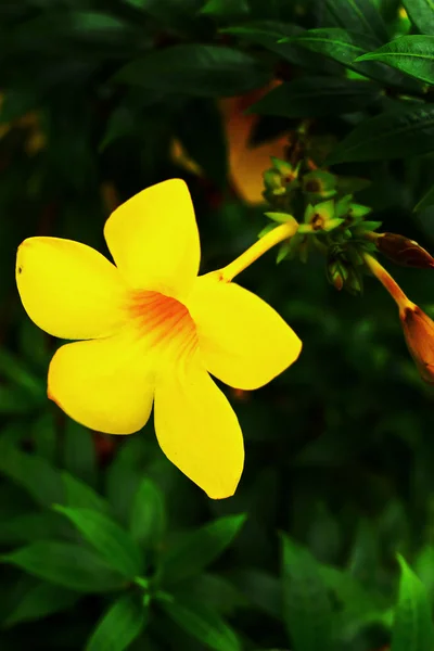 Fleur jaune - Allamanda — Photo