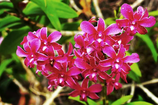 Fiori rosa del Orchid — Foto Stock