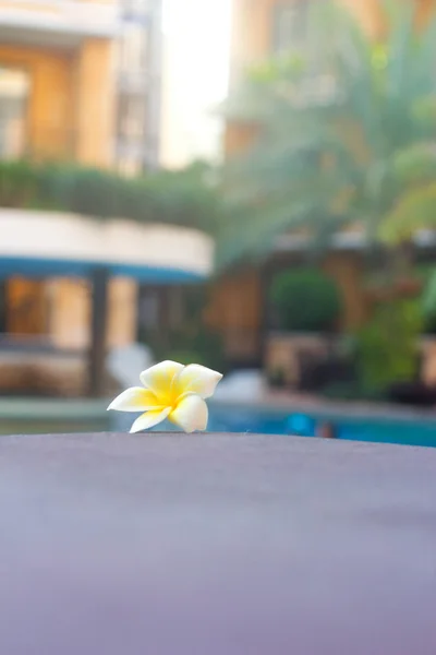 Białe kwiaty przy basenie. — Zdjęcie stockowe