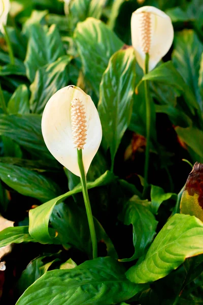 Vita blommor — Stockfoto