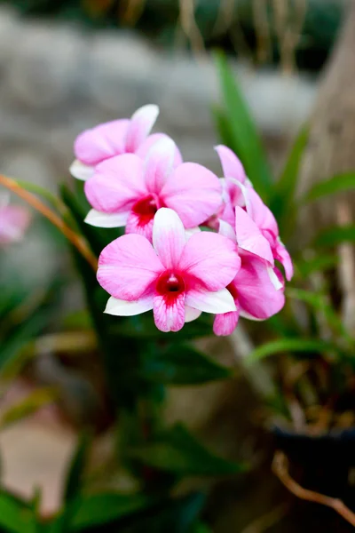 Růžová orchidej — Stock fotografie