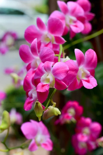 Pink orchid — Stockfoto