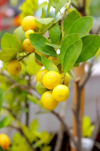 Mandariner på trädet — Stockfoto
