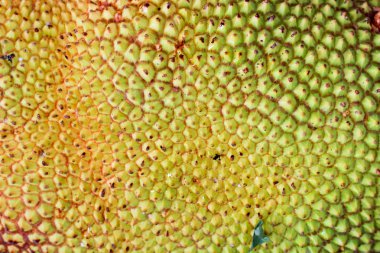 breadfruits - olgunlaşmış nefesi.