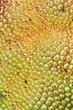 breadfruits - olgunlaşmış nefesi.