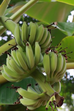 muz meyve - muz ağacı