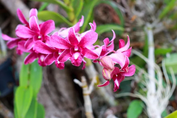 Orchidea - różowe kwiaty — Zdjęcie stockowe
