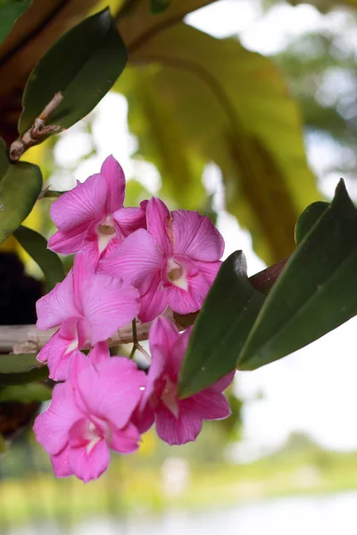 Orchid - pink flowers — Stock Photo, Image