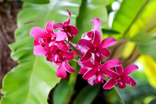Orchidee - rosa Blüten — Stockfoto