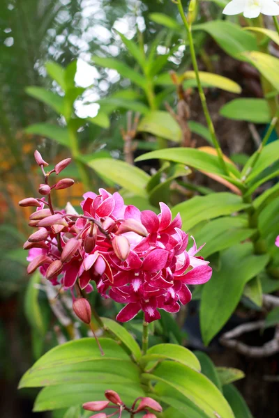 Orchidea - różowe kwiaty — Zdjęcie stockowe
