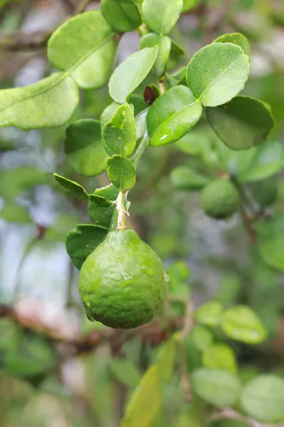 A bergamota em árvore - Kaffir — Fotografia de Stock