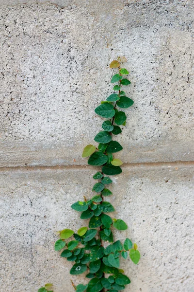 Blad grön ivy vägg. — Stockfoto