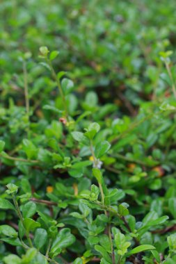 yeşil yapraklar arkaplan