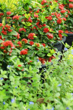 Batı Hint Yasemin - kırmızı çiçekler