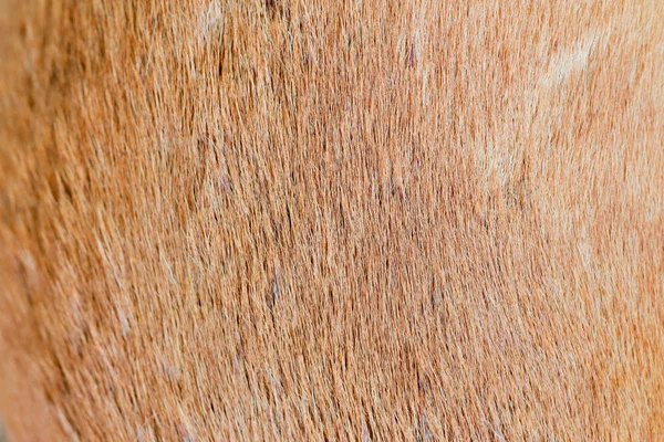 Dog fur background. — Stock Photo, Image