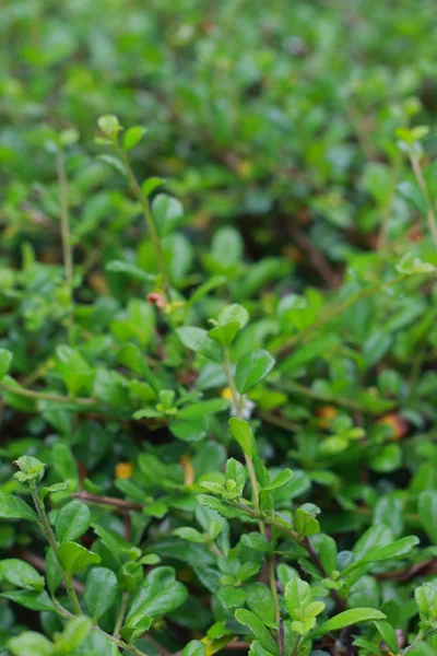 Foglie verdi sfondo — Foto Stock