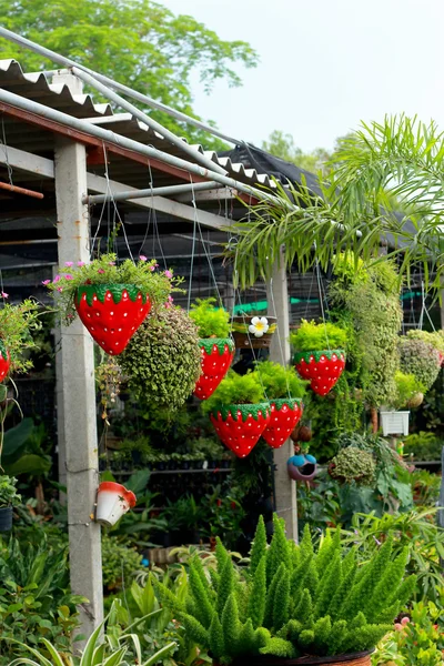 Trees in the garden - pot strawberry berry. — Stock Photo, Image