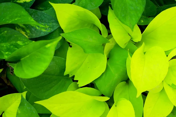 Grüne Blätter. — Stockfoto
