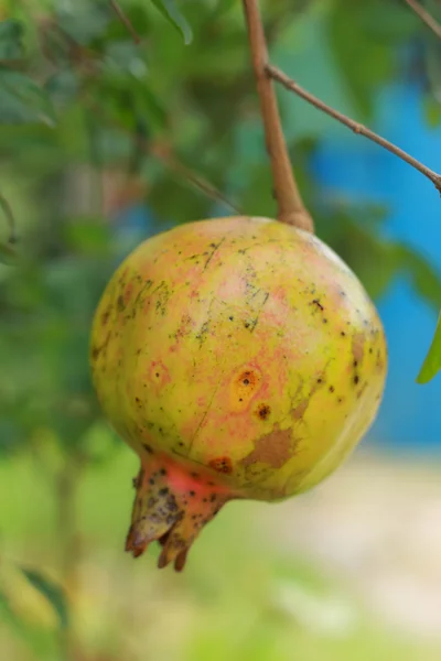 Punica granatum gyümölcs — Stock Fotó