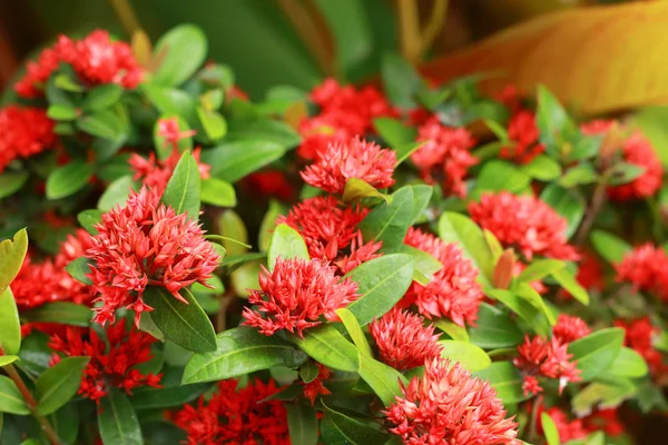 Zachód Indyjski jaśmin - czerwone kwiaty — Zdjęcie stockowe