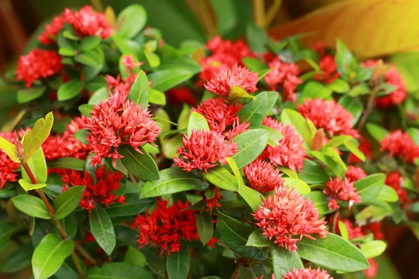Västindiska jasmine - röda blommor — Stockfoto