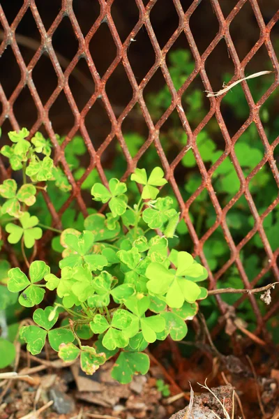 Gröna blad. — Stockfoto