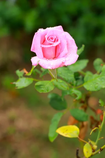 Pembe Gül — Stok fotoğraf