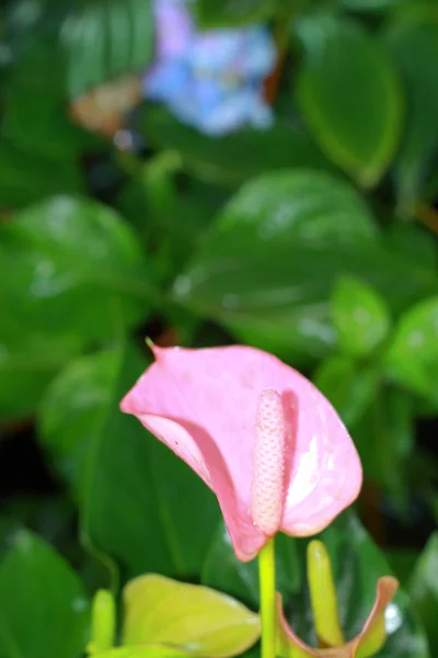 Flamingo blomman — Stockfoto