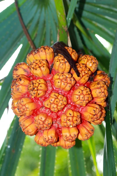 Palmfrukter. — Stockfoto