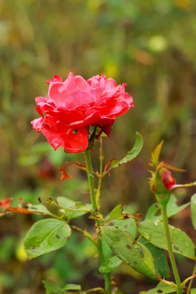 Rote Rose — Stockfoto