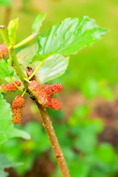 Mulberry on tree — Stock Photo, Image