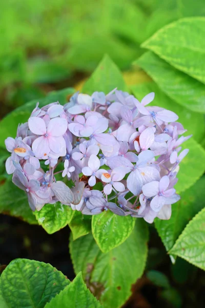 Kwiaty hortensji — Zdjęcie stockowe