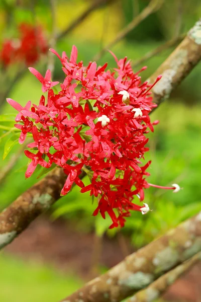 Västindiska jasmine - röda blommor — Stockfoto