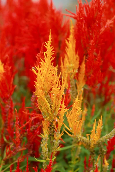 Cockscomb bloemen. — Stockfoto